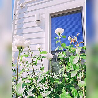 玄関/入り口/好きな時間/花のある暮らし/わが家の好きな風景/庭の薔薇...などのインテリア実例 - 2024-06-03 15:58:03