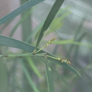 いいね！押し逃げばかりでごめんなさい。/植物のある暮らし/いいねありがとうございます♡/築19年/にわのある暮らし...などのインテリア実例 - 2021-08-08 15:59:25