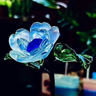 リビング/シーグラス/沖縄ガラス/ガラスの花のインテリア実例 - 2023-12-12 09:49:36