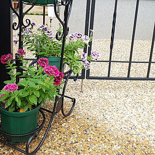 玄関/入り口/植物が好き/庭の花/花が好き/植物のある暮らし...などのインテリア実例 - 2021-06-24 10:06:57