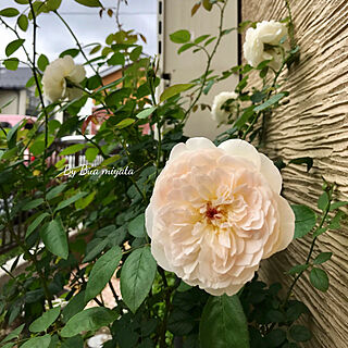 玄関/入り口/バラが大好き♪/白いバラ/マイホーム/こんにちは♡...などのインテリア実例 - 2017-08-04 15:39:28
