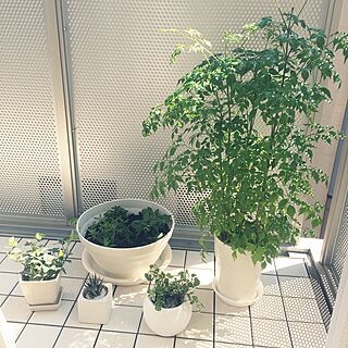 玄関/入り口/日光浴/シンプル化計画進行中/ホワイト化したい/観葉植物...などのインテリア実例 - 2017-03-29 14:21:14