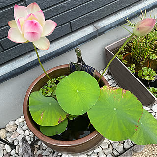 水生植物/癒しの空間/開花/植物のある暮らし/メダカ...などのインテリア実例 - 2022-06-21 22:09:50