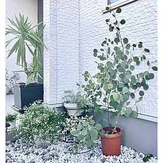 ユーカリ 鉢植えのおしゃれなアレンジ 飾り方のインテリア実例 Roomclip ルームクリップ ユーカリ 鉢植えのおしゃれなアレンジ 飾り方のインテリア実例 Roomclip ルームクリップ