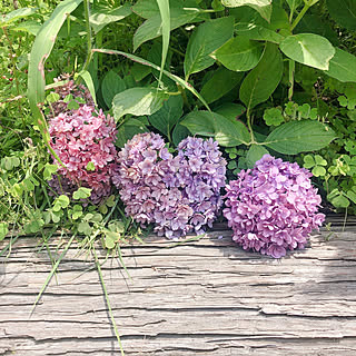 紫陽花/三室戸寺/休日の過ごし方/宇治/あじさい寺...などのインテリア実例 - 2021-07-11 14:48:36