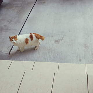 玄関/入り口/玄関ポーチ/野良猫/野良猫ちゃん/地域猫...などのインテリア実例 - 2019-11-26 13:49:23