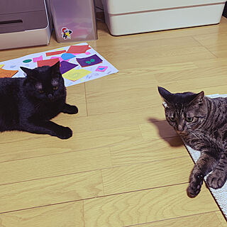 猫2匹/古い家/築40年以上/日本家屋/部屋全体のインテリア実例 - 2020-08-02 17:43:02