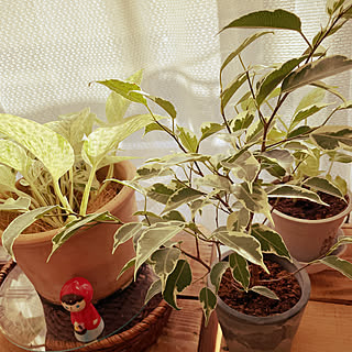 観葉植物/ナチュラル/リビングのインテリア実例 - 2021-10-15 16:29:27