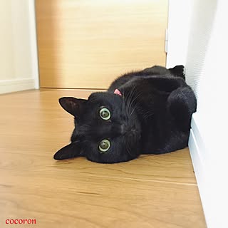 黒猫/ねこ/ねこ部/猫/ねこのいる日常...などのインテリア実例 - 2016-03-17 00:49:56