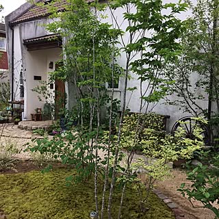 玄関/入り口/日替わり投稿企画!木曜日/植物/玄関/多肉植物...などのインテリア実例 - 2017-05-11 17:38:26