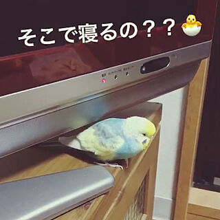 部屋全体/セキセイインコ/インコと暮らす/インコ/テレビ台のインテリア実例 - 2017-10-27 20:28:12