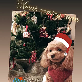 もうすぐクリスマス♪/我が家のクリスマス/Xmas気分はじめました♬︎♡/クリスマスディスプレイ/犬のいる風景...などのインテリア実例 - 2019-12-21 09:37:03