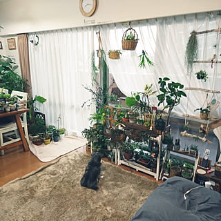 部屋全体/犬のいる暮らし/観葉植物/多肉植物/グリーンのある暮らし...などのインテリア実例 - 2017-10-22 09:19:47