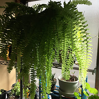 キッチン/カメラマーク消し/シダ植物/観葉植物大好き❤︎/狭いながらも楽しい我が家♪...などのインテリア実例 - 2018-11-25 12:36:40