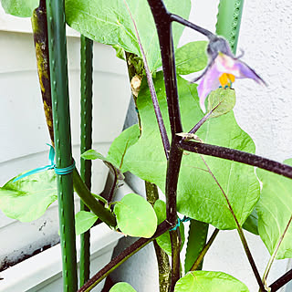 部屋全体/実になりかけ途中/花が咲きました/夏野菜が順調です/ピーマン栽培...などのインテリア実例 - 2023-12-07 10:05:21