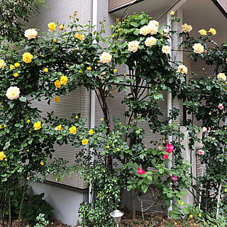 薔薇の花/薔薇の庭をめざして/玄関/入り口のインテリア実例 - 2019-05-07 13:40:03