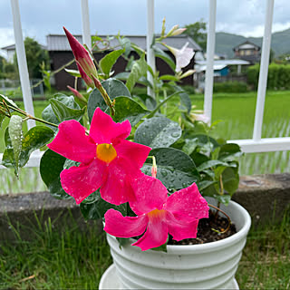 植物のある暮らし/ガーデニング/梅雨空/花のある暮らし/見て頂いてありがとうございます*ˊᵕˋ*...などのインテリア実例 - 2021-07-07 17:54:10