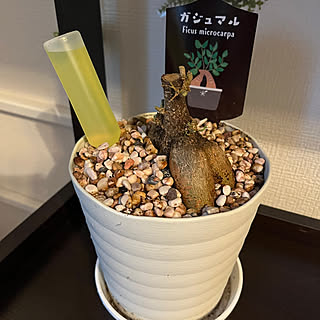 ガジュマル剪定/ガジュマル大きくなあれ。/ガジュマル丸坊主/ガジュマルの木/観葉植物のある暮らし...などのインテリア実例 - 2023-06-29 19:16:08