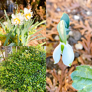 ワイヤープランツ お庭はパパ担当のおしゃれなアレンジ 飾り方のインテリア実例 Roomclip ルームクリップ