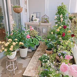 バラ ベランダガーデニングのおしゃれなインテリアコーディネート レイアウトの実例 Roomclip ルームクリップ バラ ベランダガーデニングのおしゃれなインテリアコーディネート レイアウトの実例 Roomclip ルームクリップ