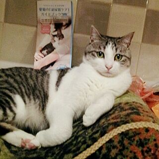 キッチン/猫/猫用/猫ベッド/つめとぎのインテリア実例 - 2014-11-11 17:25:36