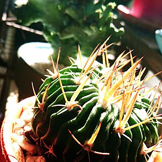リビング/りめ鉢/サボテン&多肉/cactus club⇔C.C☺︎/NO GREEN NO LIFE...などのインテリア実例 - 2016-08-13 09:11:59