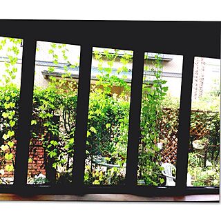 リビング/NO GREEN NO LIFE/グリーンのカーテン/窓/庭の眺めのインテリア実例 - 2014-09-02 08:26:37
