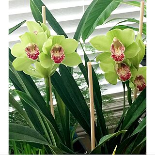 cymbidium orchid/大花蕙蘭/観葉植物/Torontoのインテリア実例 - 2017-01-15 02:50:29