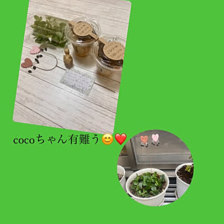 カランコエ♡/cocoちゃんから素敵便♡/見て頂きありがとうございます⑅︎◡̈︎*/マンション一階角部屋庭付き/部屋全体のインテリア実例 - 2023-07-05 16:50:40