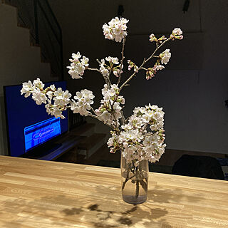 花瓶がないまま/桜/春の模様替え/記念樹/棚のインテリア実例 - 2022-04-05 22:00:52