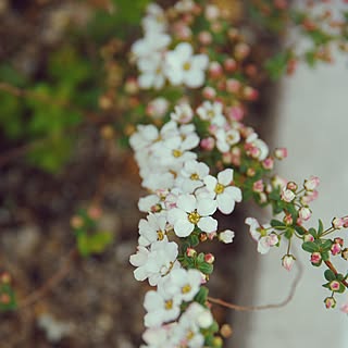 玄関/入り口/北玄関/日陰の花壇/雪柳/フジノピンキー...などのインテリア実例 - 2017-03-09 11:31:35