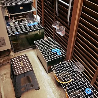 メダカ 大磯砂のインテリア実例 Roomclip ルームクリップ