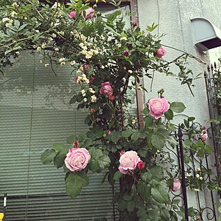 キッチン/つるバラ/薔薇/フレンチローズ/バラアーチのインテリア実例 - 2016-05-06 06:40:13