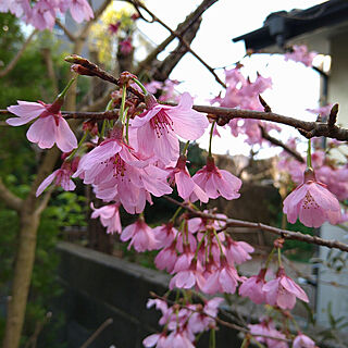 庭/ガーデン/ガーデニング/鉢植え/みやび桜...などのインテリア実例 - 2021-03-15 13:27:21