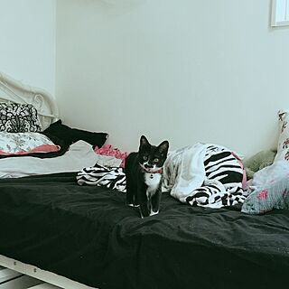 ベッド周り/猫のいる日常のインテリア実例 - 2016-11-13 21:03:40