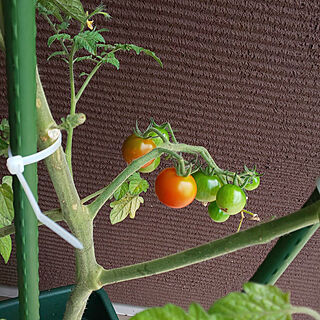 玄関/入り口/トマト栽培中/うれしい♪/家庭菜園/待ちに待ったトマトのインテリア実例 - 2021-07-09 12:08:13