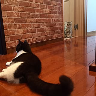 壁/天井/ねこ/インスタ→butachan1222/インスタやってます♡/Blogやってます♥️...などのインテリア実例 - 2017-06-09 06:28:40