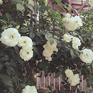 玄関/入り口/庭で育てた薔薇/中古住宅/手作りの庭/つるバラのインテリア実例 - 2015-05-18 08:43:49