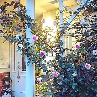 玄関/入り口/薔薇が好き/花のある暮らし/庭/薔薇のある景色...などのインテリア実例 - 2016-05-13 19:28:28