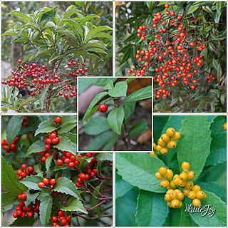 玄関 入り口 万両のインテリア実例 Roomclip ルームクリップ