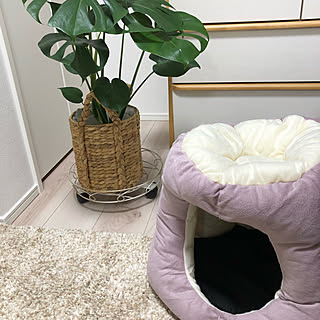 ねこと暮らす/ねこのいる暮らし/観葉植物/雑貨/ねこのいる日常...などのインテリア実例 - 2021-11-13 21:51:47