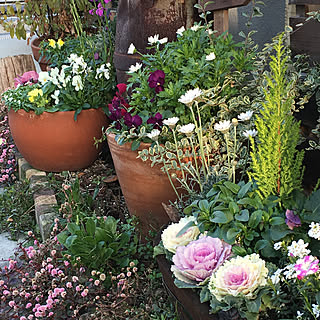 葉牡丹 花壇のおしゃれなインテリアコーディネート レイアウトの実例 Roomclip ルームクリップ