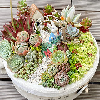 値下げしました♪♪★★箱庭風❤️★寄せ植え★このまま飾れます★多肉植物★★ 多肉植物の寄せ植え♡箱庭風♡そのまま飾れる