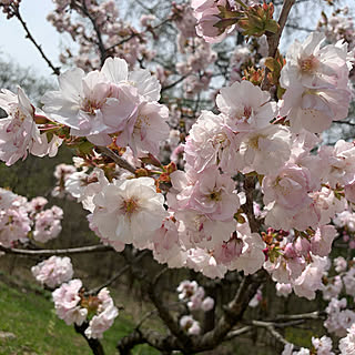 庭の花/庭のある暮らし/６人家族/こどもと暮らす。/こどものいる暮らし...などのインテリア実例 - 2021-09-24 08:36:41