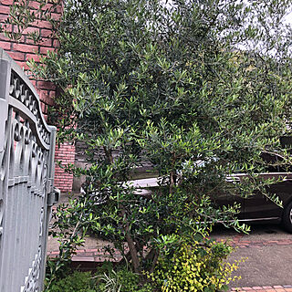 オリーブの木/シンボルツリー/植物のある暮らし/居心地のいいカフェにいるような暮らし/玄関/入り口のインテリア実例 - 2021-05-09 01:22:07