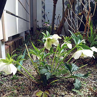 玄関/入り口/お庭/クリスマスローズ/あちこち植えてます/毎年、一番に咲きます...などのインテリア実例 - 2023-03-07 07:59:57