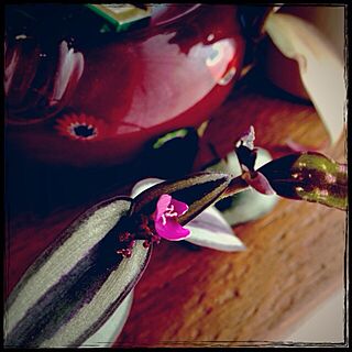 キッチン/灰皿/植物/お花のインテリア実例 - 2013-02-09 18:58:21