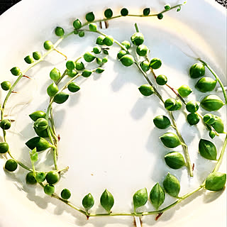 多肉植物 グリーンネックレス水挿しのおしゃれなアレンジ 飾り方のインテリア実例 Roomclip ルームクリップ 多肉植物 グリーンネックレス水挿しのおしゃれなアレンジ 飾り方のインテリア実例 Roomclip ルームクリップ