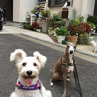 玄関/入り口/穏やかに過ごせる幸せ/穏やかな日常/お散歩/IG...などのインテリア実例 - 2017-08-27 10:25:19