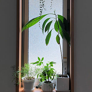 窓辺のグリーン/アボカド/こどもと暮らす/グリーンのある暮らし/壁/天井のインテリア実例 - 2020-05-06 14:24:21